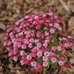 20250410 104932 Resized 20250417 090840004